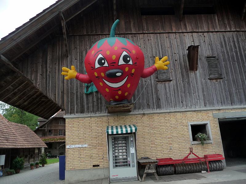 P1090906.JPG - für Erdbeeren ist es zwar schon etwas spät