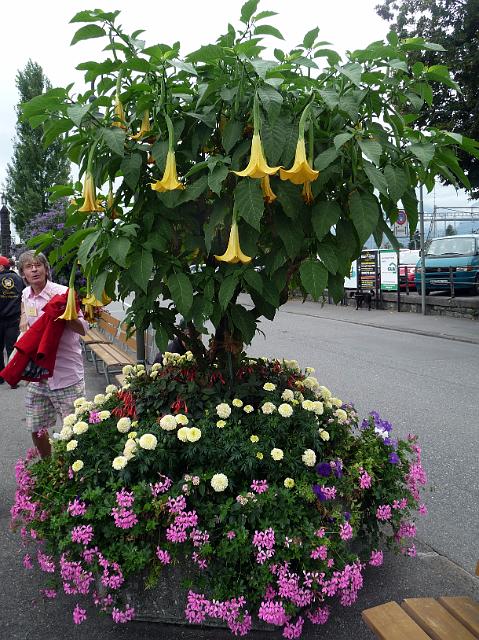 P1090951.JPG - Blumenschmuck am Quai