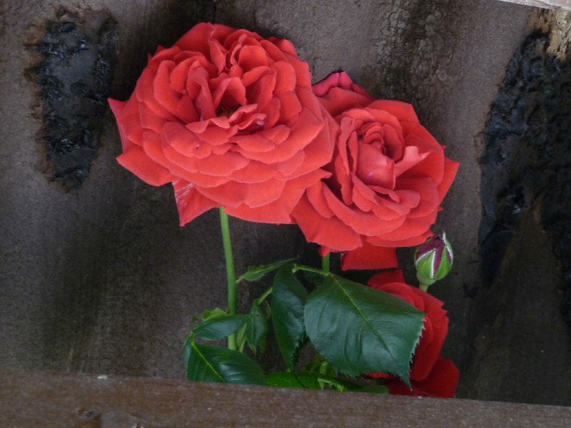 1550_P1060325.JPG - Unter dem Vordach blühen die Rosen