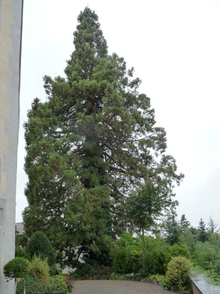 490_P1340689.JPG - Mächtige Sequoia im Schlosspark