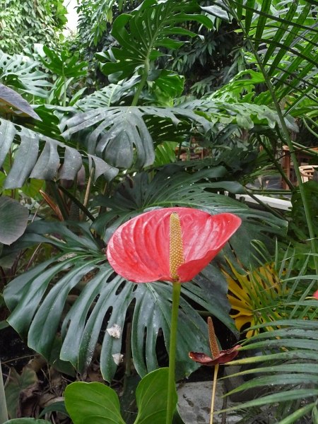 385_P1570311.JPG